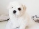 Chiots Bichon maltais disponible 