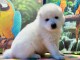Chiots samoyede pedigr&eacute; a donner