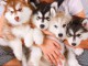 Magnifiques Chiots Husky Sib&eacute;rien en adoption