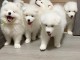 Magnifique chiots samoyede 