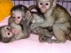 Magnifiques Jeunes Singes Capucins Pure Race Pedigree d&eacute;j&agrave; sevr&eacute;s