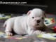  Petite Chiot Bulldog Anglais femelle &agrave; donner