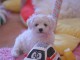 A donner superbe chiot femelle bichon fris&eacute;
