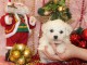 A donner superbe chiot femelle bichon fris&eacute;