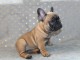 Chiot type Bouledogue fran&ccedil;ais Femelle &agrave; donner