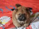 Offre une jolie chiot Chow Chow femelle pour la vie