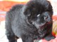 Magnifiques chiots chow chow femelle &agrave; donner