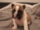 &Agrave; donner chiot bouledogue fran&ccedil;ais fauve/blanche