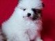 Magnifique Chiots spitz pom&eacute;raniens &agrave; donner