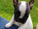 A donner bouledogue fran&ccedil;ais femelle non lof