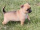 A donner chiot chihuahua tr&egrave;s belle femelle