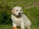 Adoption Chiot type berger australien