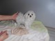 Excellent chiot femelle bichon fris&eacute; trois mois