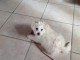Bichon fris&eacute; &agrave; l adoption 