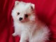 A c&eacute;der petite chiot type spitz nain lof