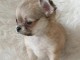 Belle chiot chihuahua femelle