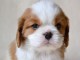 Tr&egrave;s gentil cavalier king charles de 03 mois