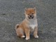 Chiot Shiba Inu m&acirc;le ,Port&eacute;e de 1 m&acirc;le - 1 femelle