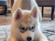 Des Chiots Husky Sib&eacute;rien &agrave; donner