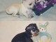 B&eacute;b&eacute; chihuahua femelle de 3 mois