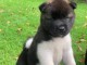 chiot Akita Am&eacute;ricain lof a donner