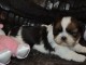 &Agrave; donner Chiot type SHIH TZU femelle