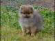 Chiot spitz allemand femelle