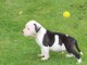 Chiots American Staffordshire Terrier