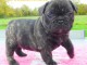  Donne chiot type Bouledogue fran&ccedil;ais