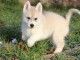 Donne chiot type Husky Sib&eacute;rien