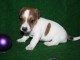 Chiot type Jack Russel &agrave; donner