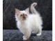 &Agrave; donner chaton (Femelle) type sacr&eacute; de Birmanie