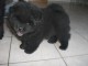  Chiot Chow Chow &agrave; donner