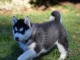 Donne chiot type Husky Sib&eacute;rien