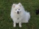 Donnez chiots spitz japonais lof disponible