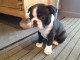 Magnifiques chiots lof boston terrier a offrir