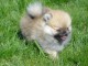 A c&eacute;dez petite chiot type spitz nain lof