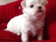 D.o.n adorable chiot bichon maltais femelle