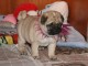 Je donne adorables petits chiots carlin