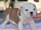 Donnes chiot bulldog anglais femelle et m&acirc;le vaccin&eacute;e