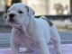 Donnes chiot bulldog anglais femelle et m&acirc;le vaccin&eacute;e