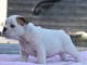 Donnes chiot bulldog anglais femelle et m&acirc;le vaccin&eacute;e