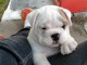 Donnes chiot bulldog anglais femelle et m&acirc;le vaccin&eacute;e