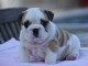 Donnes chiot bulldog anglais femelle et m&acirc;le vaccin&eacute;e