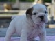 Donnes chiot bulldog anglais femelle et m&acirc;le vaccin&eacute;e