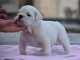 Donnes chiot bulldog anglais femelle et m&acirc;le vaccin&eacute;e