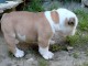 Donnes chiot bulldog anglais femelle et m&acirc;le vaccin&eacute;e