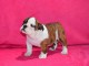 Donnes chiot bulldog anglais femelle et m&acirc;le vaccin&eacute;e