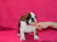 Donnes chiot bulldog anglais femelle et m&acirc;le vaccin&eacute;e