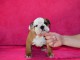 Donnes chiot bulldog anglais femelle et m&acirc;le vaccin&eacute;e